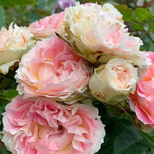 Саджанці троянд Цезар (привитий) - 2-річний Чернівці