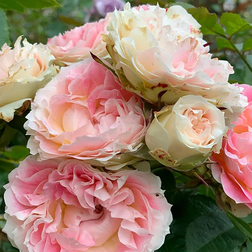 Саджанці троянд Цезар (привитий) - 2-річний Чернівці - фото 1