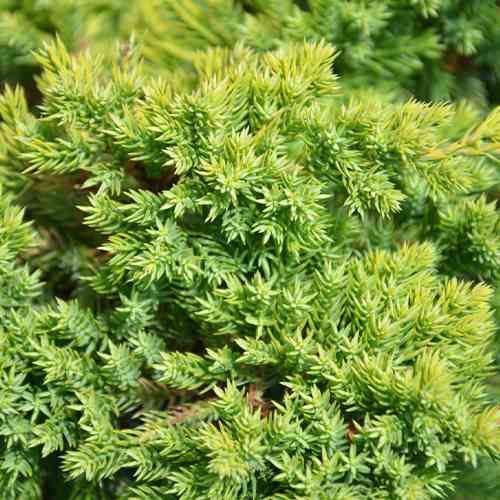 Саджанці ялівцю Кішіогіма (черенкований) - 3-річний Чернівці