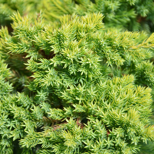 Саджанці ялівцю Кішіогіма (черенкований) - 3-річний Чернівці - фото 1