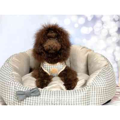 Шлея для собак Chloe's Home Berlin екрю М (CLH5057) Вінниця