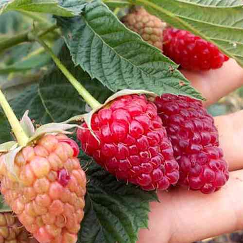 Саджанці малини Геркулес (черенкований) - 1-річний Чернівці