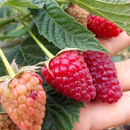 Саджанці малини Геркулес (черенкований) - 1-річний Чернівці - фото 1