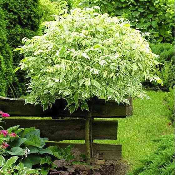 Саджанці клена на штамбі Фламінго (привитий) - 2-річний Чернівці