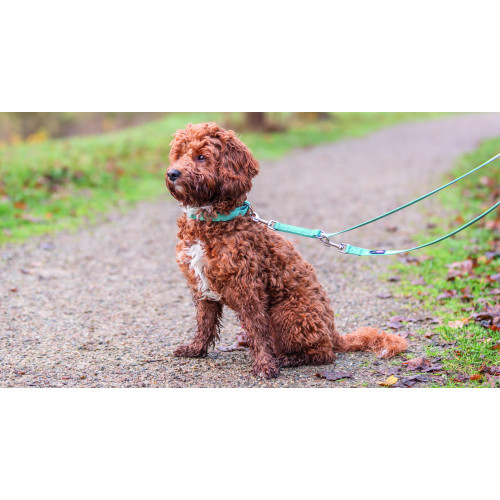 Поводок Trixie Premium для собак регулируемый L–XL 2 м 25 мм. Киев - изображение 3