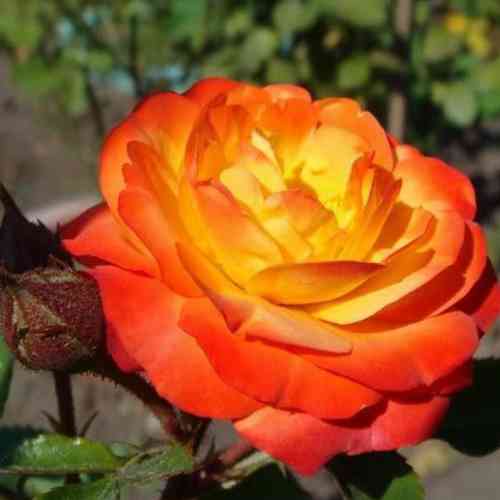 Саджанці троянд Сонечко (привитий) - 2-річний Чернівці