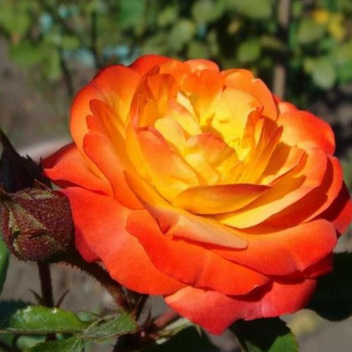 Саджанці троянд Сонечко (привитий) - 2-річний Чернівці - фото 1