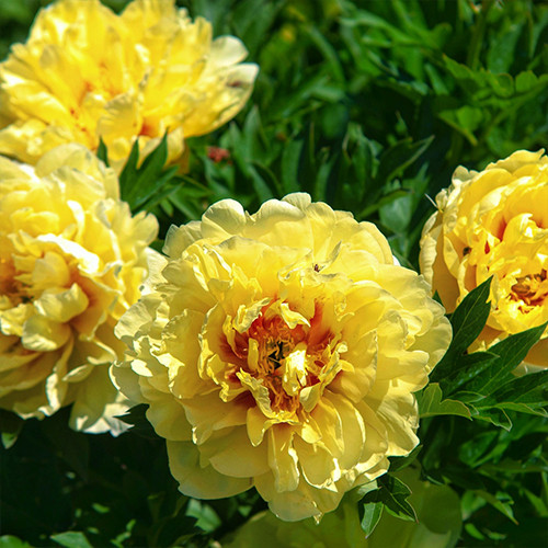 Саджанці піона деревоподібного Єллоу (сіянець) - 2-річний Чернівці - фото 1