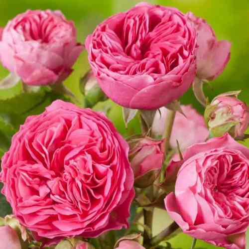 Саджанці троянд Кенді (привитий) - 2-річний Чернівці