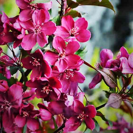 Саженцы яблони на штамбе Райское Яблочко (привитый) -2-летний Черновцы