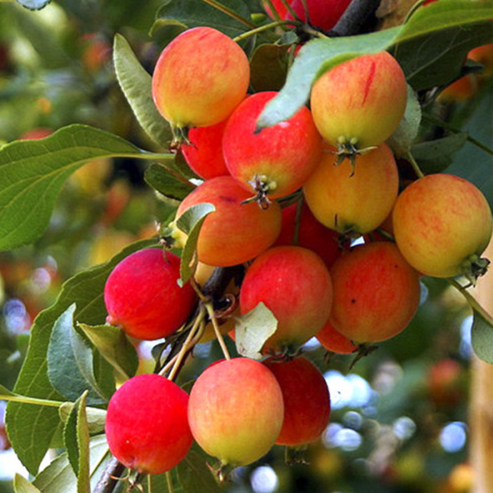 Саджанці яблуні Райське Яблучко (привитий) - 2-річний Чернівці - фото 3