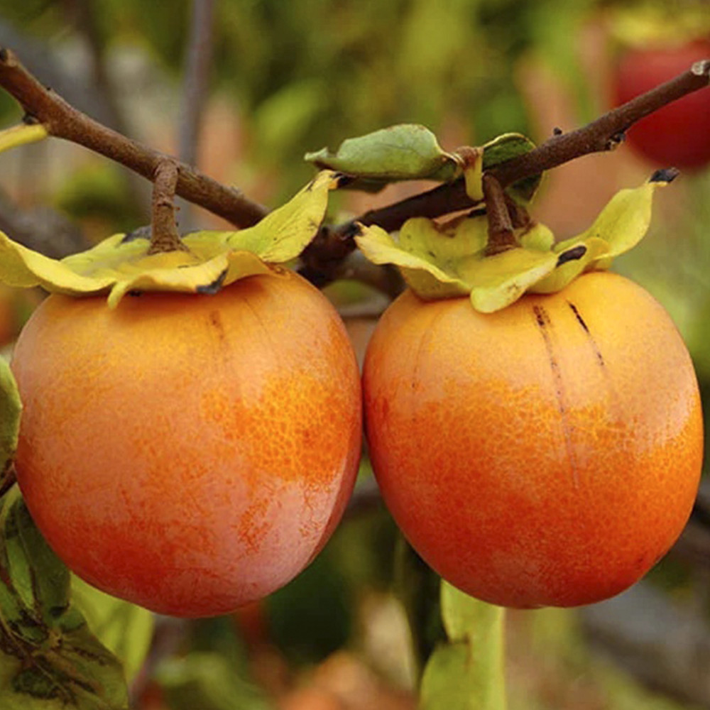 Саджанці хурми Дар Софіївки - 2-річний Чернівці - фото 1