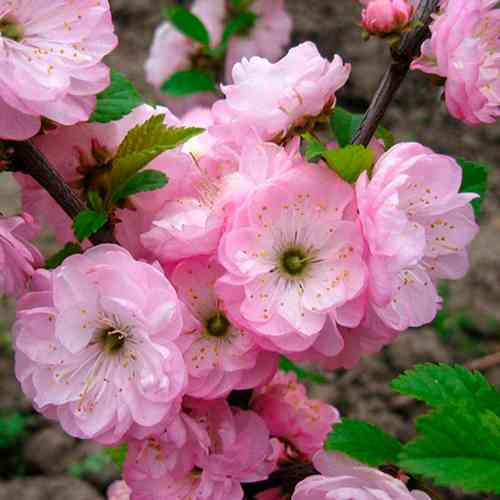 Саженцы миндаля на штамбе Луизеания (привитый) - 2-летний Черновцы