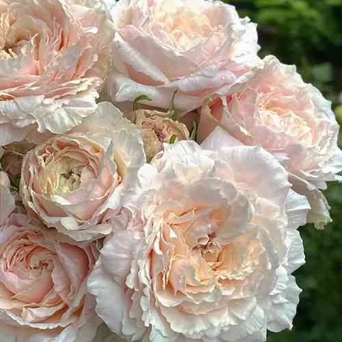 Саджанці троянд Цумугі (привитий) - 2-річний Чернівці