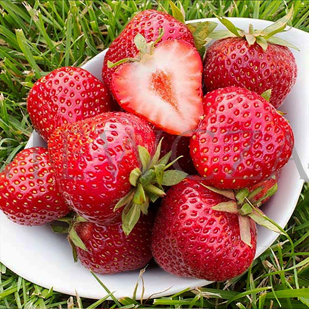 Саженцы клубники Флоренс (10 штук) Черновцы - изображение 2