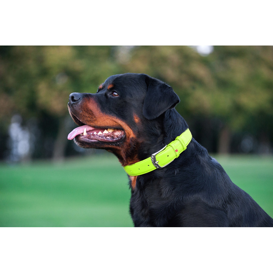 Нашийник для собак шкіряний WAUDOG Glamour з QR паспортом, без прикрас, L, Ш 25 мм, Дов 38-49 с Коломыя - изображение 5