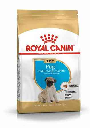 Royal Canin Pug Puppy (Рояв Канін Мопс Паппі) сухий корм для цуценят 1.5 кг. Запоріжжя