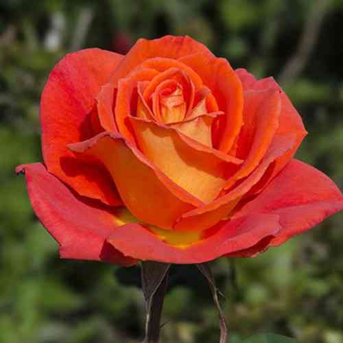 Саджанці троянд Моніка (привитий) - 2-річний Чернівці