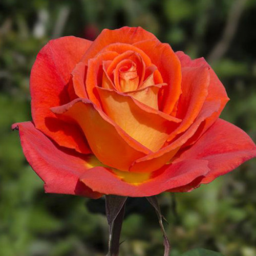 Саженцы роз Моника (привитый) - 2-летний Черновцы - изображение 1