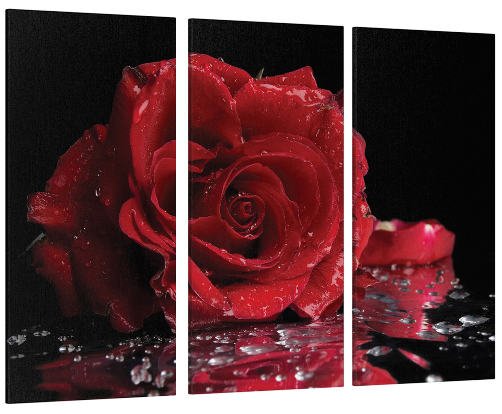 Модульная картина Роза Цветы Art-101_XXL 53x100 см Киев - изображение 1