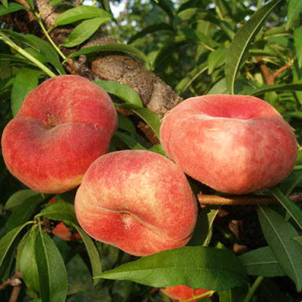 Саженцы персика Инжирный Ранний (привитый) - 1-летний Черновцы - изображение 1