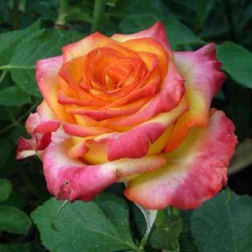 Саженцы роз Утопия (привитый) - 2-летний Черновцы