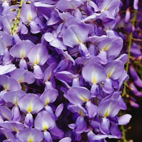 Саджанці гліцинії Фіолетовий Захід (черенкований) - 1-річний Чернівці - фото 1