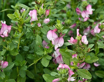 Вовчуг польовий (Стальник полевой) 100г master sem Киев - изображение 1