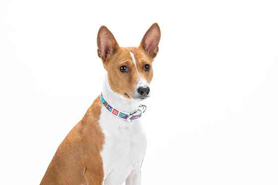 Нашийник для собак шкіряний WAUDOG Design з QR паспортом, малюнок "Літо", Ш 20 мм, Д 29-38 см, білий Вінниця