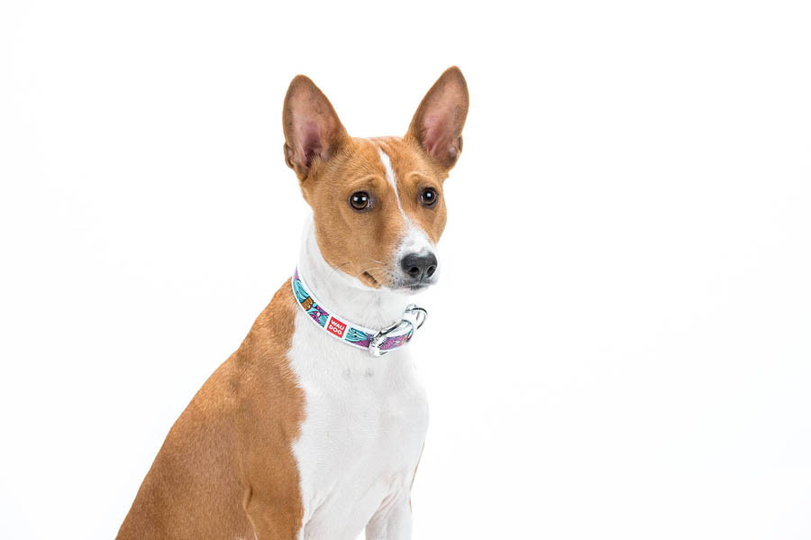 Нашийник для собак шкіряний WAUDOG Design з QR паспортом, малюнок "Літо", Ш 20 мм, Д 29-38 см, білий Вінниця - фото 4