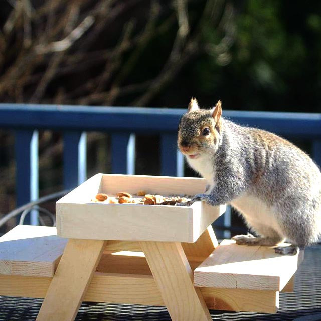 Кормушка для белок 