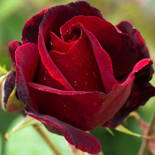 Саджанці троянд Б'юті (привитий) - 2-річний Чернівці - фото 1