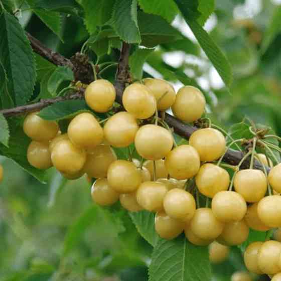 Саджанці черешні Денісена (привитий) - 1-річний Чернівці