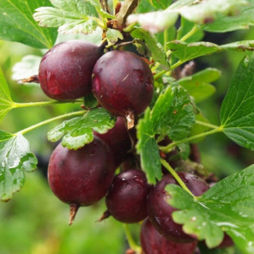 Саженцы крыжовника на штамбе Каптиватор (привитый) - 2-летний Черновцы - изображение 1