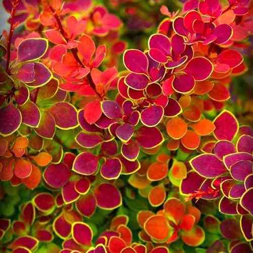 Саженцы барбариса Помаранчевый Рассвет (черенкованный) - 2-летний Черновцы