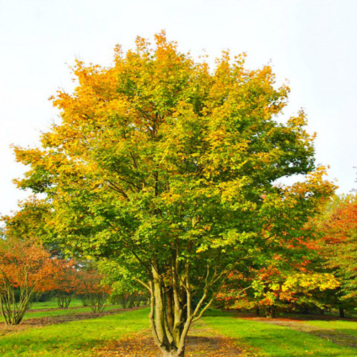 Саджанці клена Польовий (привитий) - 2-річний Чернівці - фото 1