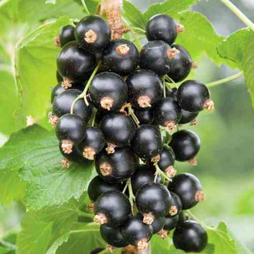 Саженцы смородины на штамбе Фараон (привитый) - 2-летний Черновцы