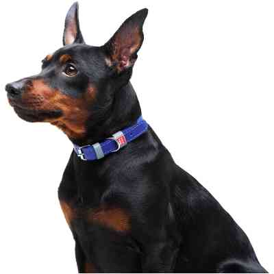 Ошейник для животных WAUDOG Classic кожаный 12 мм х 21-29 см фиолетовый (02029) Винница