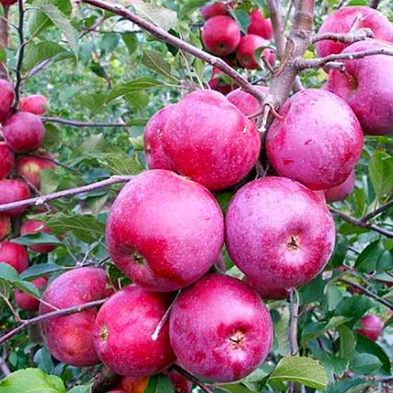 Саджанці яблуні Спартан (привитий) - 1-річний Чернівці