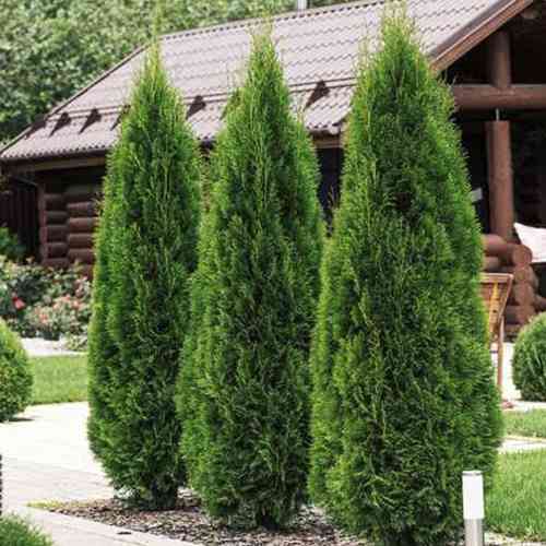 Саджанці туї Ефферал Смарагд Чернівці