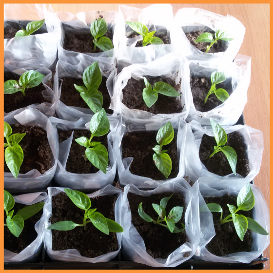 Рукав для розсади 120х500 метрів 40 мкм (білий) Дніпро