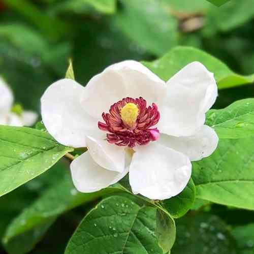 Саженцы магнолии Зибольда (черенкованный) - 2-летний Черновцы