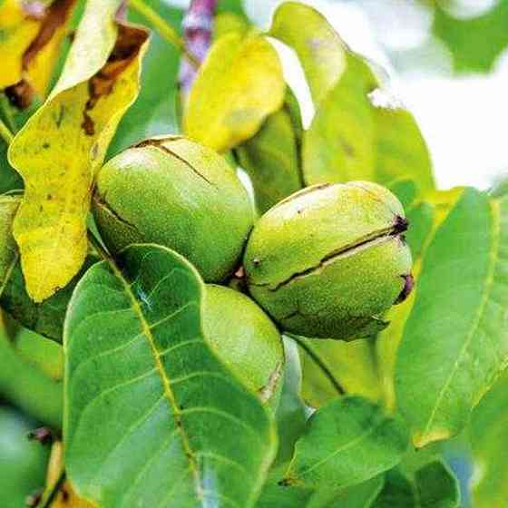 Саджанці грецького горіха Пам'ять Мінова - 1-річний Чернівці