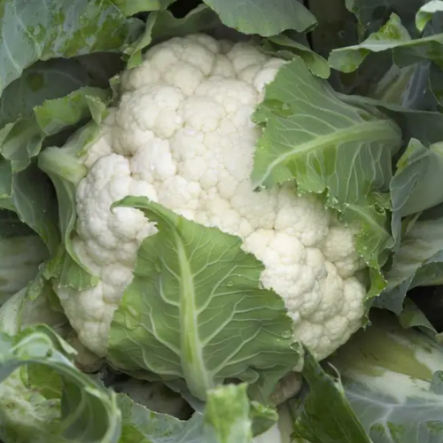 Капуста цвітна Каспер F1 20шт Професійне насіння Житомир - фото 3