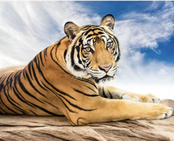 Набір для творчості алмазна картина Сибірський тигр Strateg розміром 40х50 см кв (SK86007), шт Київ - фото 1
