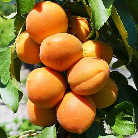 Саженцы колоновидного абрикоса Принц Март (привитый) - 2-летний Черновцы