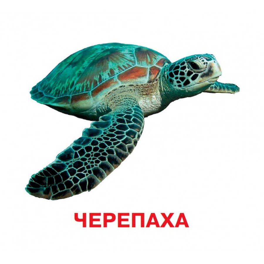 Развивающие карточки для детей Кто в воде живет J802у, 18 картинок Винница - изображение 3