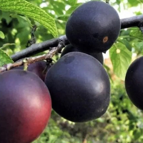 Саженцы абрикоса Шлор Циран (привитый) - 1-летний Черновцы - изображение 1