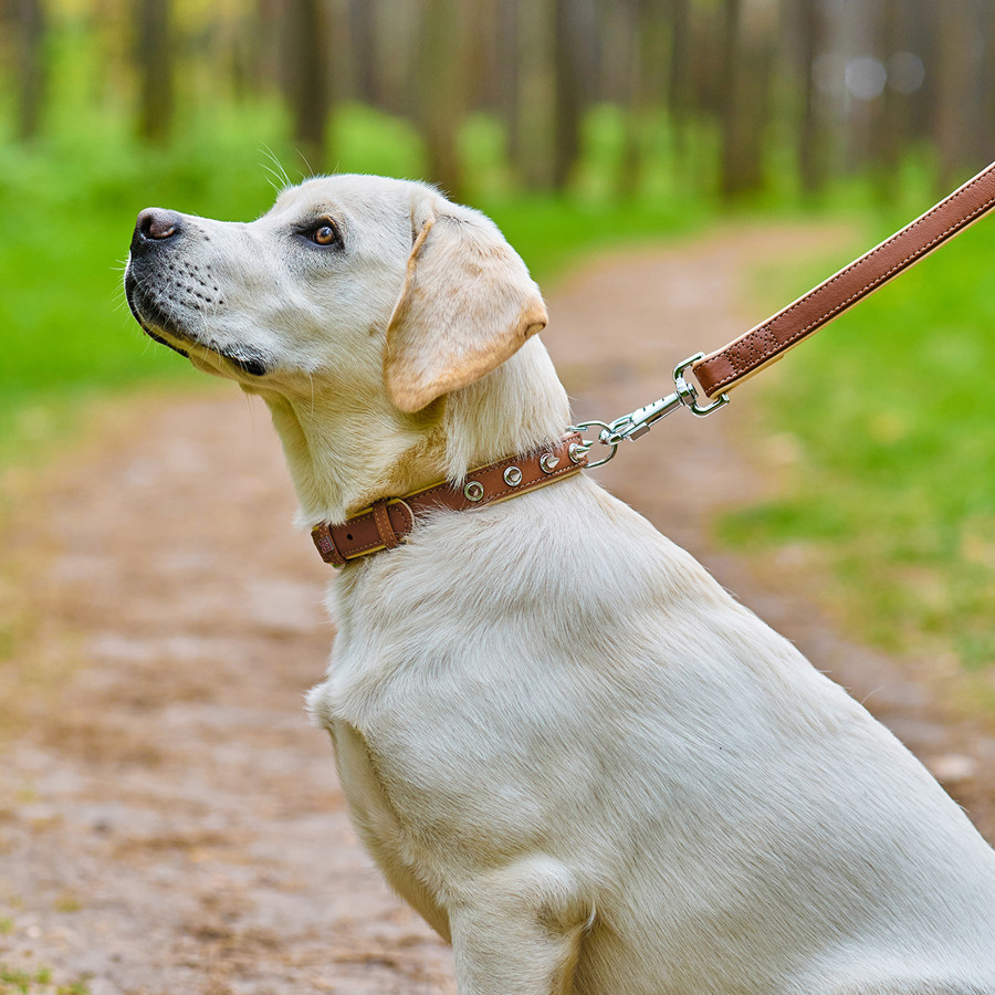 Нашийник для собак шкіряний WAUDOG Soft з QR паспортом, з шипами, Ш 20 мм, Дов 30-39 см коричне Коломия - фото 4