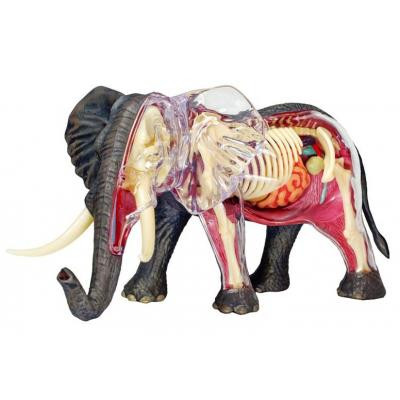 Пазл 4D Master Об&apos;ємна анатомічна модель Слон (FM-622037) Вінниця - фото 2